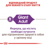 Сухой корм для собак Royal Canin (Роял Канин) Giant Adult 4 кг