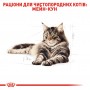 Влажный корм для котов Royal Canin (Роял Канин) Maine Coon 85 г