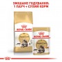 Вологий корм для котів Royal Canin (Роял Канін) Maine Coon 85 г