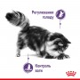 Сухий корм для котів Royal Canin (Роял Канін) Appetite Control Care 2 кг