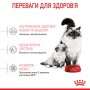 Сухий корм для котів та кошенят Royal Canin (Роял Канін) Mother & Babycat 10 кг