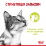 Вологий корм для котів Royal Canin Sensory Smell Chunks in gravy 85 г